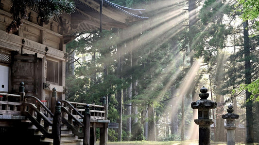 Cedar Incense: The Quiet Strength of Nature